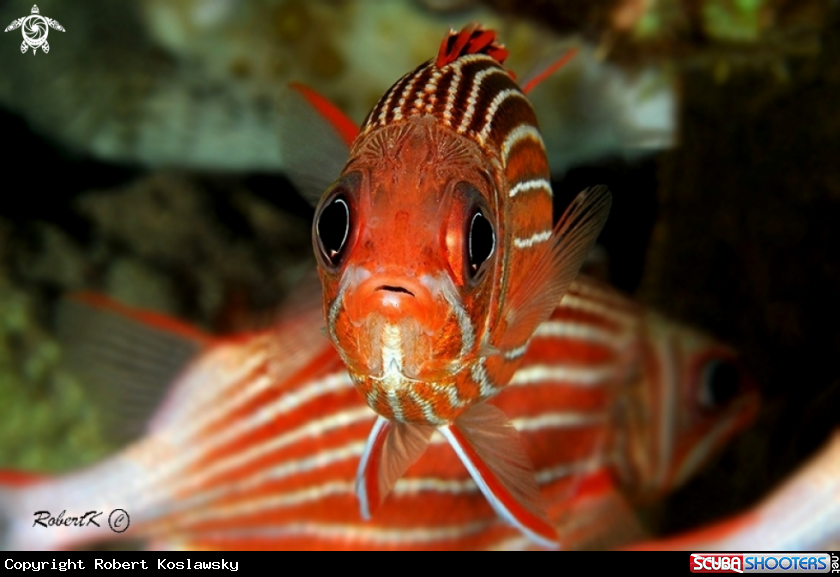 A Redcoat squirrelfish