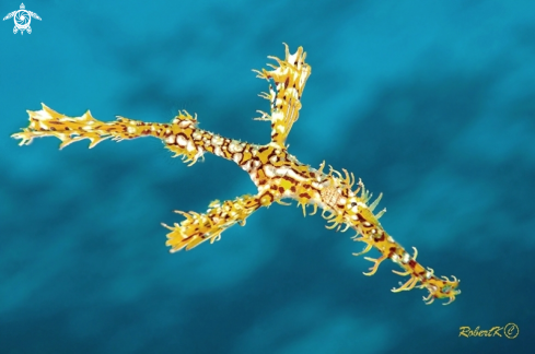 A  Ghost Pipefish