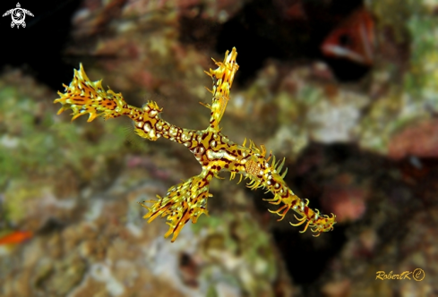 A  Ghost Pipefish