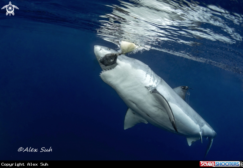 A Great White Shark Feeding 