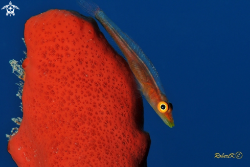 A Toothy Goby