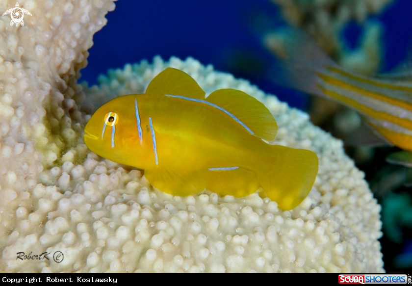 A Poison Goby