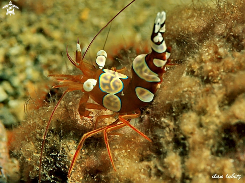 A Thor amboinensis | shrimp