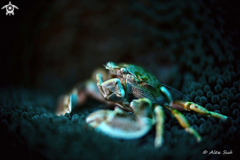 A Porcelain Anemone Crab