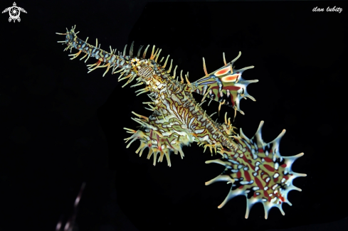 A Solenostomus paradoxus | Ornate ghostpipefish 