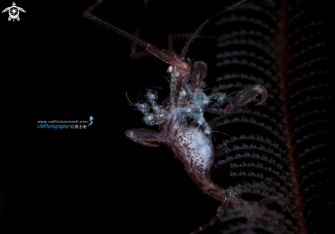 A caprella sp | skeleton shrimp