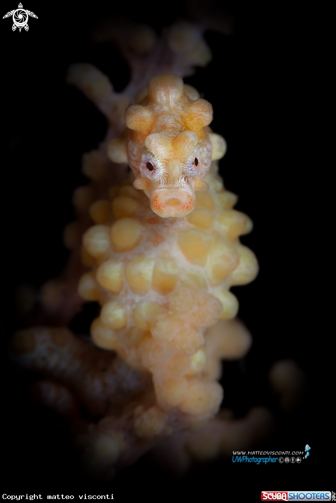 A pigmy seahorse