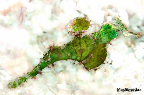A Solenostomus halimeda | green ghost pipe fish