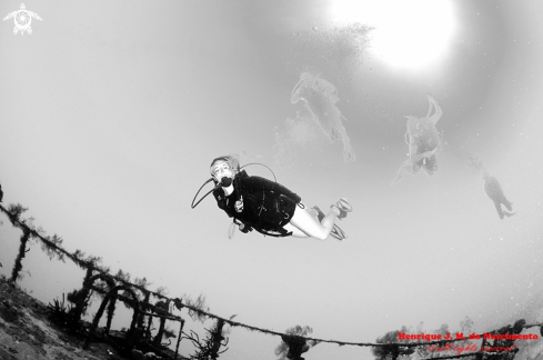 A Homo sapiens | Just enjoy the beauty of Diving
