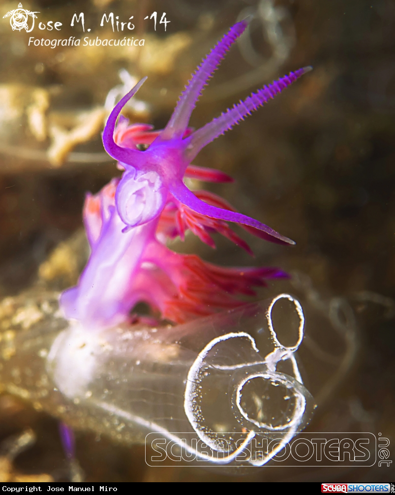 A Flabellina Affinis