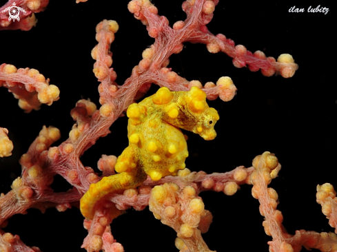 A Hippocampus bargibanti | pygmy seahorse
