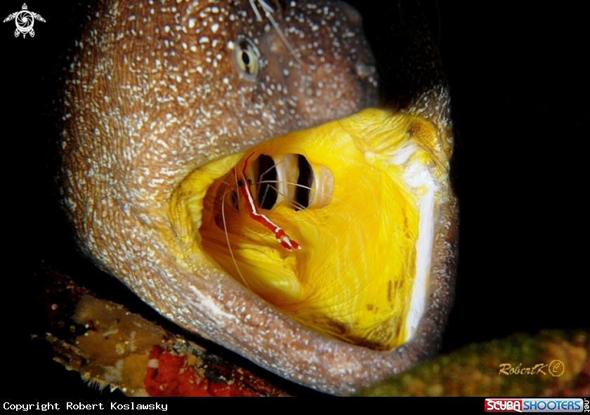 A Moray & cleaning shrimp
