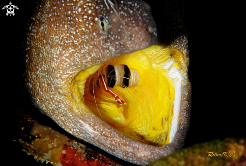 A Moray & cleaning shrimp