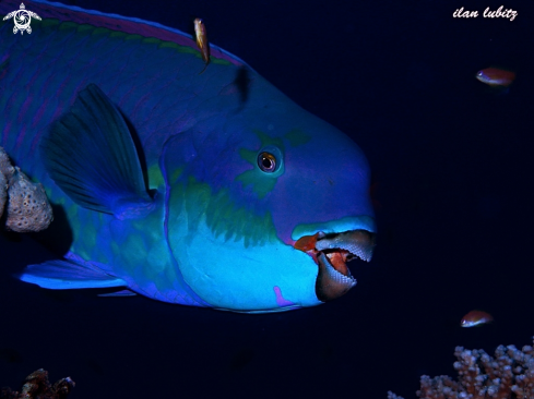 A Scarus taeniopterus | parrot fish