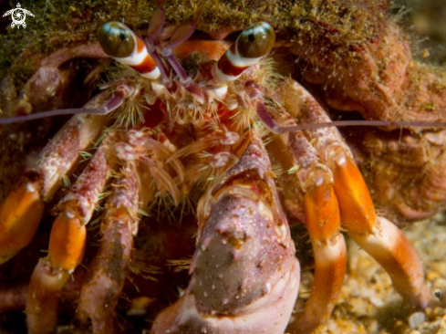 A Hairy Red Hermit Crab | Dardanus Lagopodes