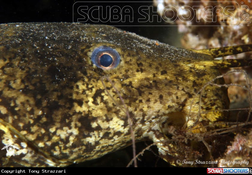 A Estuarine catfish
