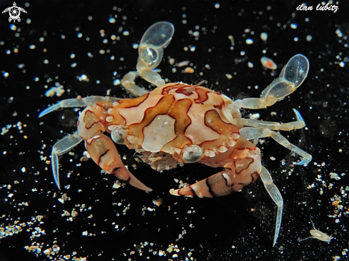 A Lissocarcinus laevis | crab