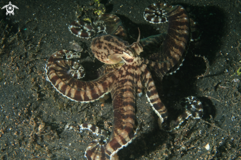 A Wunderpus photogenicus | Wonderpus Octopus