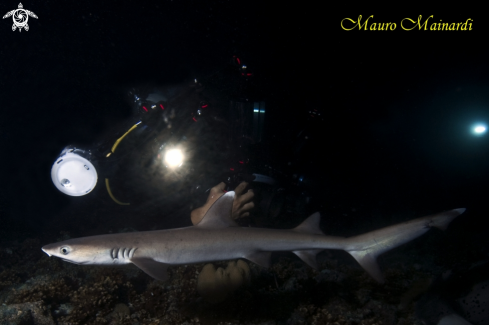 A Reef shark white tip