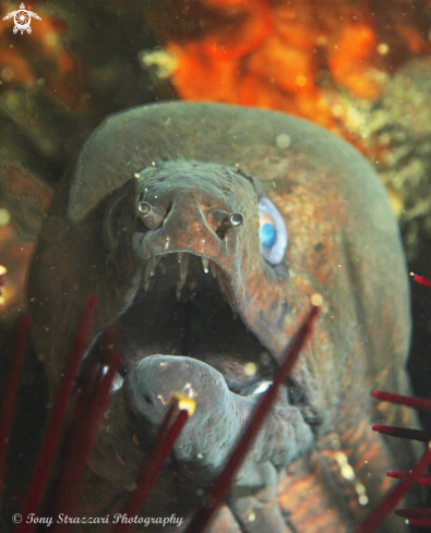 A Saw-toothed moray
