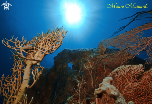 A Reef panorama