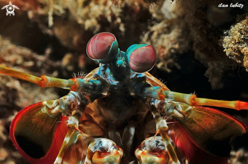 A Odontodactylus scyllarus | Mantis Shrimp