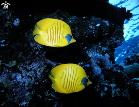 A Chaetodon semilarvatus | Butterfly fish