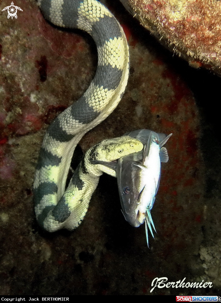 A Hydrophis major 