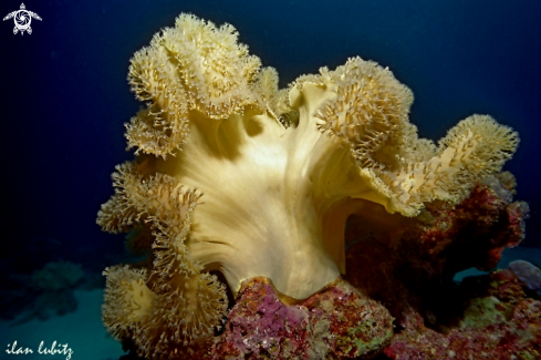 A Sarcophyton sp | soft coral