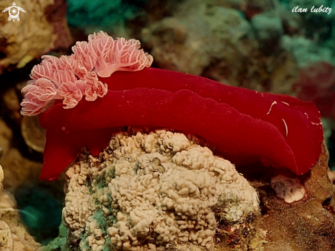 A Hexabranchus sanguineus | nudibranch