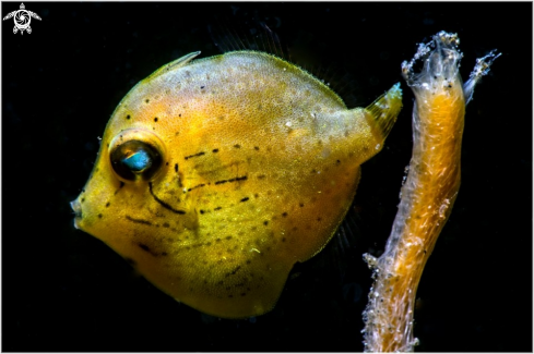 A Filefish- Juvenile