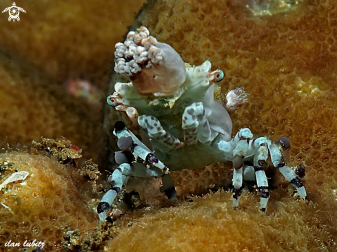A Cyclocoeloma tuberculata | decorator crab