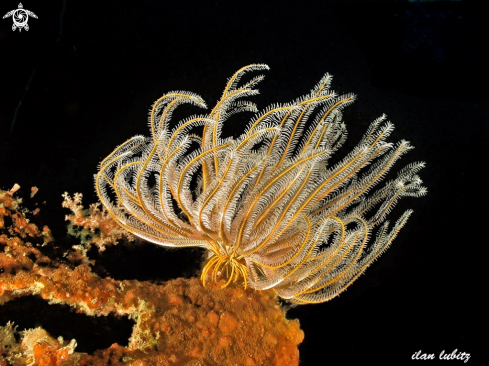 A Oxycomanthus bennetti. | feather star