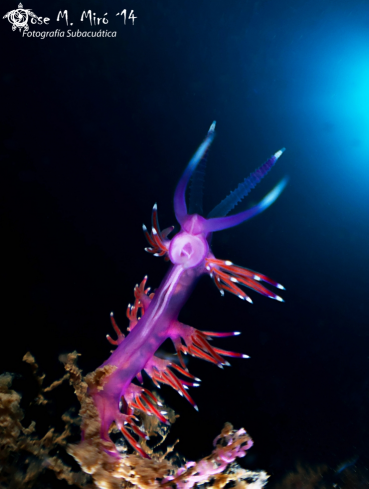 A Flabellina Affinis | Flabellina Affinis
