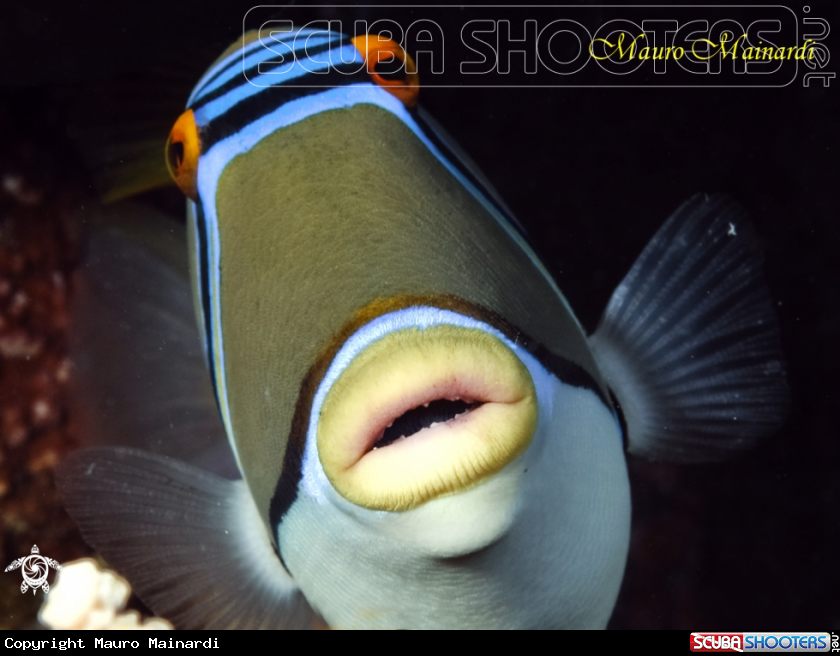 A Picasso triggerfish