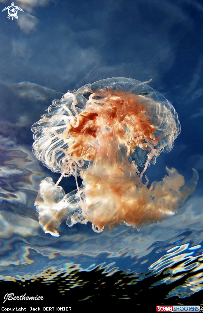 A JELLY FISH