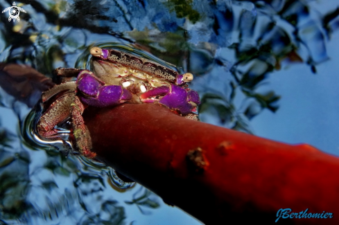 A Bue mangrove crab