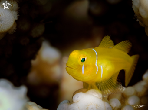 A Poison Goby