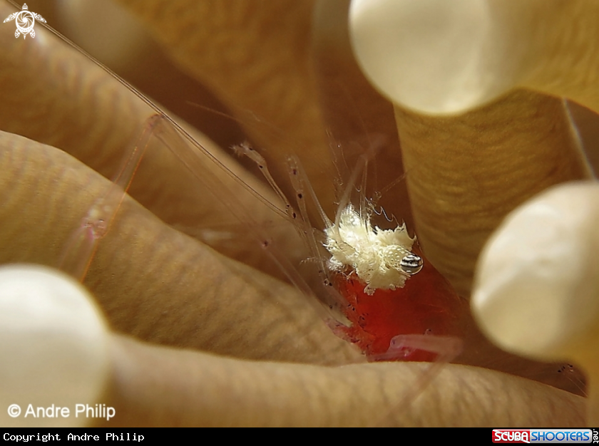 A Mushroom Coral Shrimp Portrait (Popcorn Shrimp)
