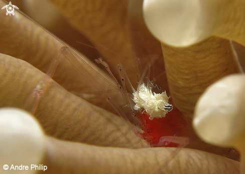 A Mushroom Coral Shrimp Portrait (Popcorn Shrimp)