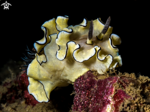 A Doriprismatica atromarginata | Nudibranch