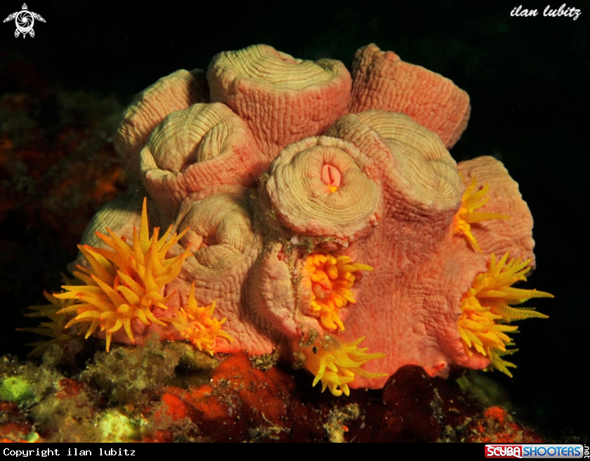 A sun corals