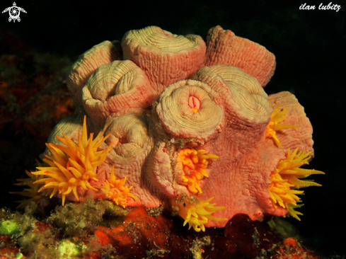 A Tubastrea faulkneri | sun corals