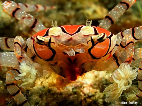 A boxer crab