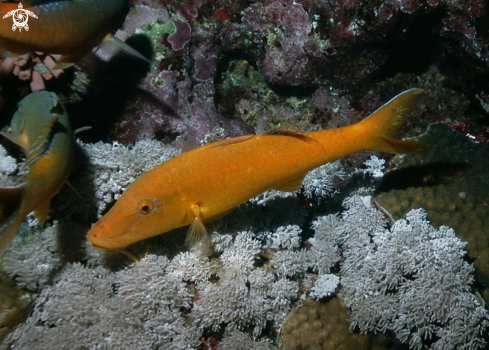 A Parupeneus Cyclostomus | Yellow goat fish-Triglia gialla