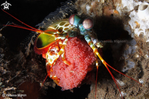 A Mantis shrimp with egg