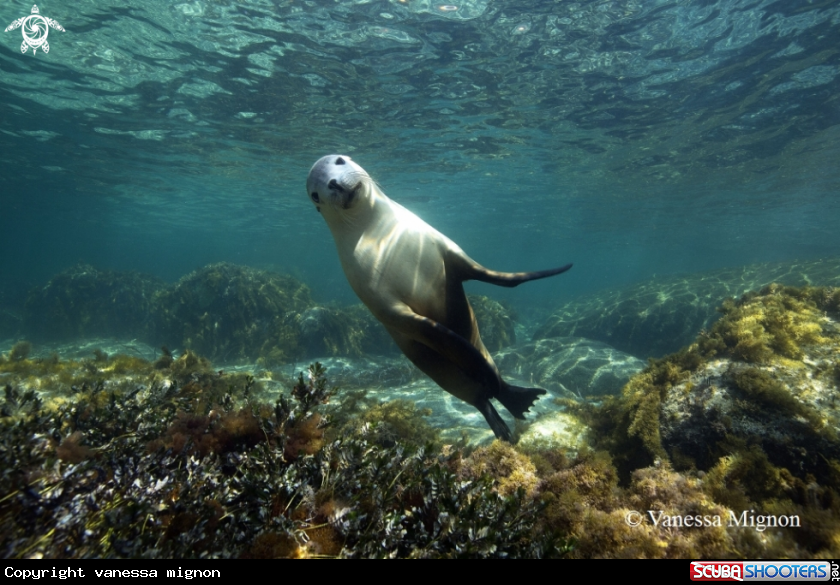 A Australian Sea lion