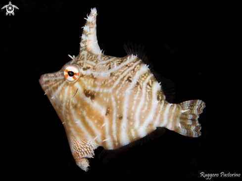 A Acreichthys radiatus | Filefish