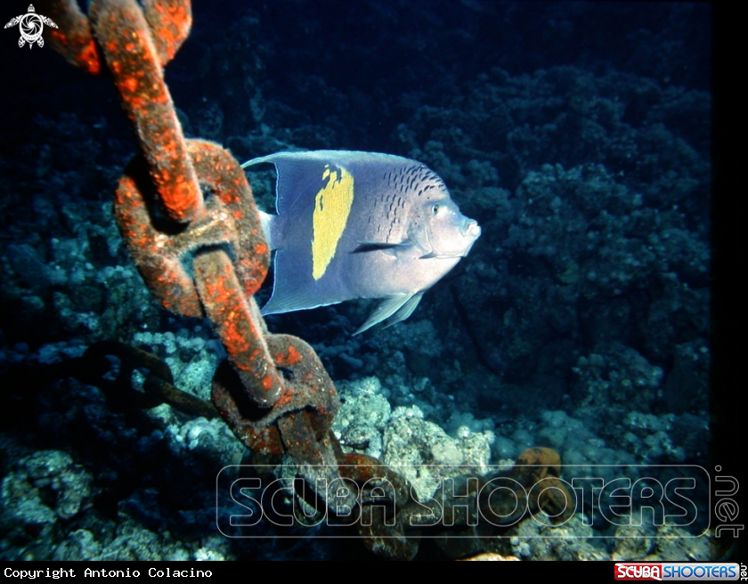 A Emperor angelfish-Pesce angelo imperatore