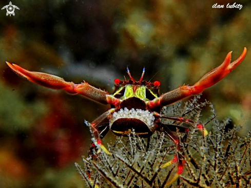 A Quadrella | crab